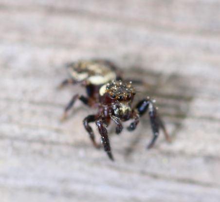 Macaroeris nidicolens